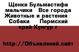 Щенки Бульмастифа мальчики - Все города Животные и растения » Собаки   . Пермский край,Кунгур г.